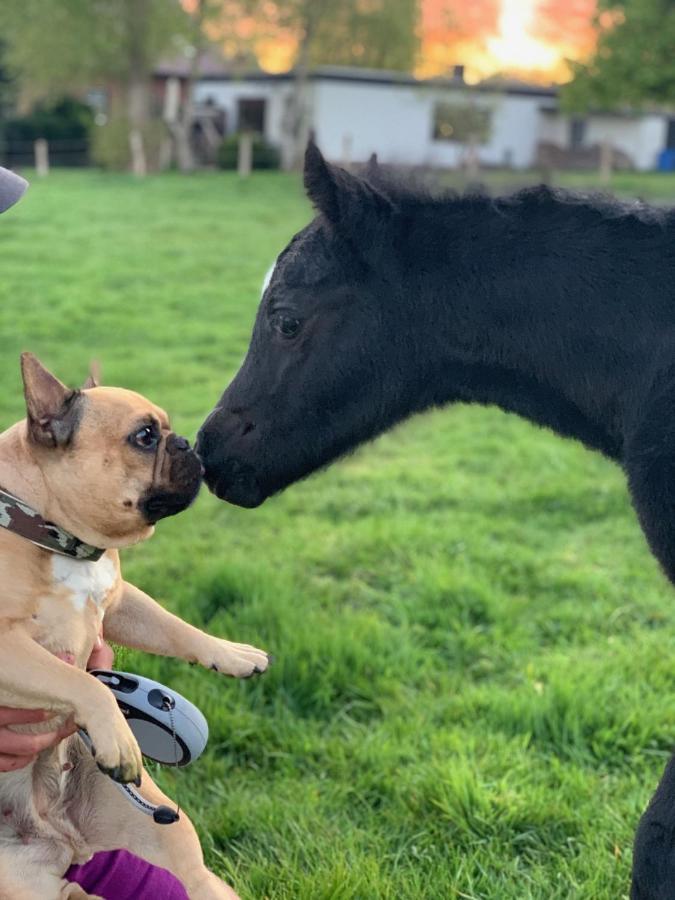 Ponyhof Naeve Am Wittensee Gross Wittensee Zewnętrze zdjęcie