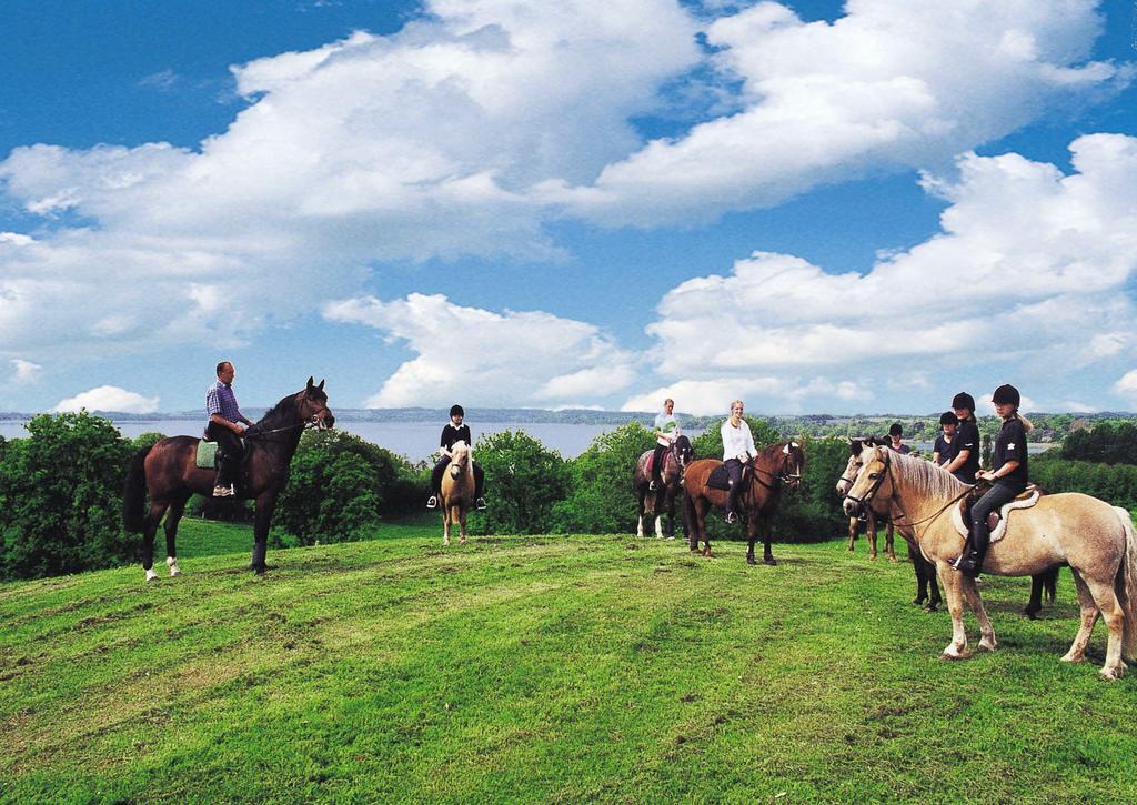 Ponyhof Naeve Am Wittensee Gross Wittensee Zewnętrze zdjęcie