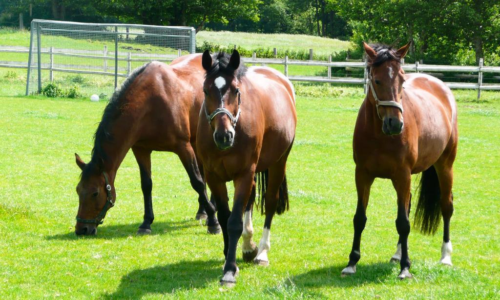 Ponyhof Naeve Am Wittensee Gross Wittensee Zewnętrze zdjęcie